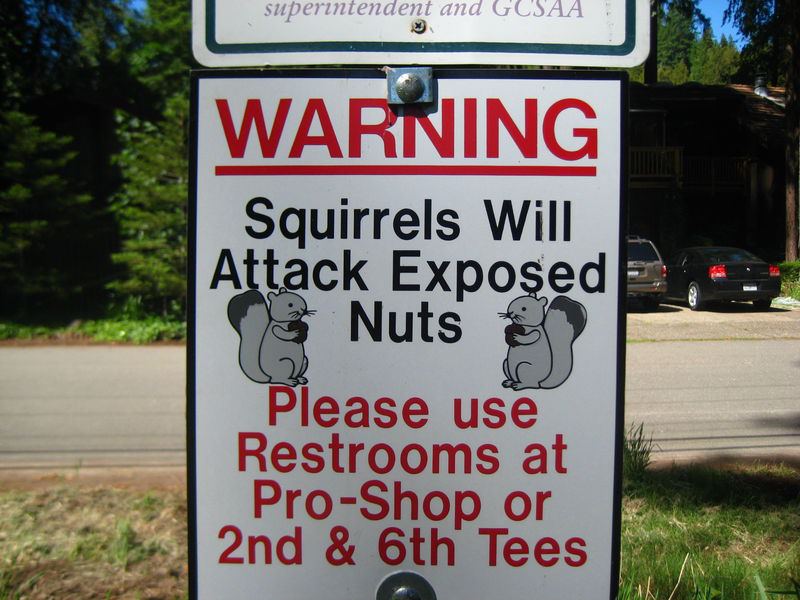 Squirrels Attack Exposed Nuts