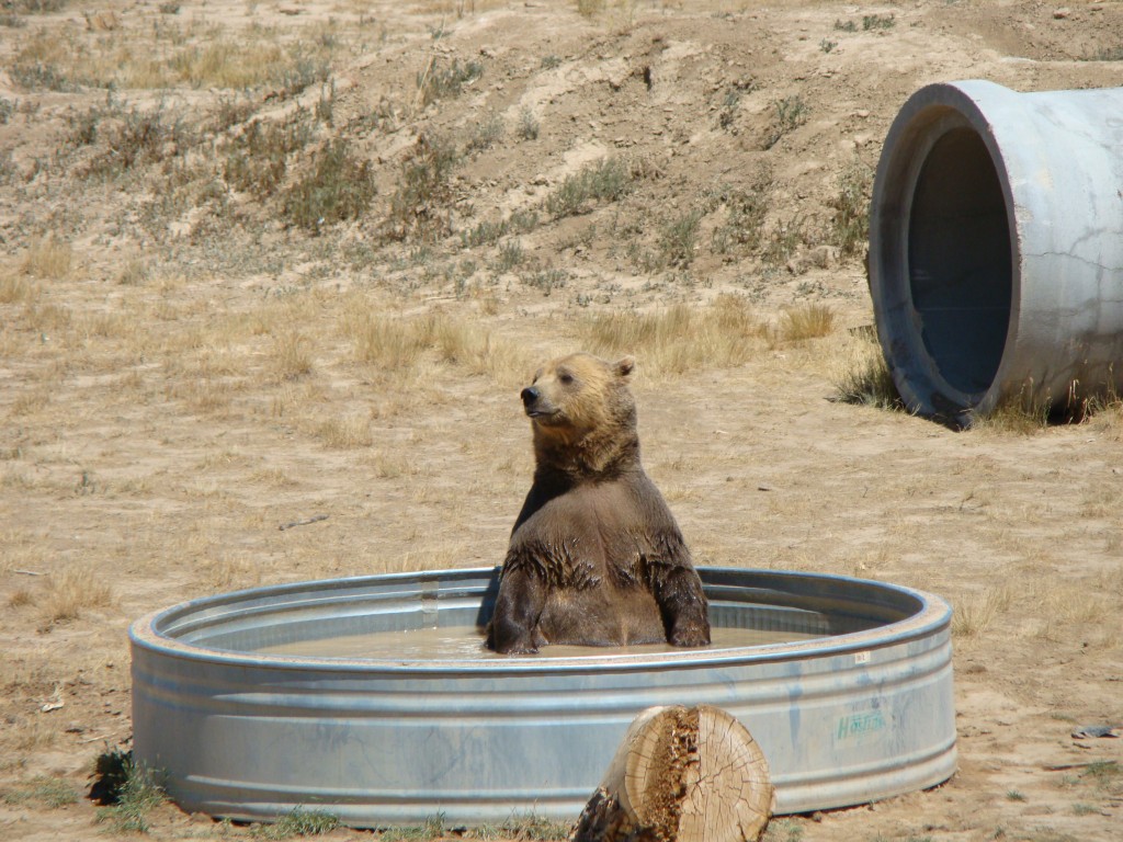 Bear at the Wildlife Animal Sanctuary