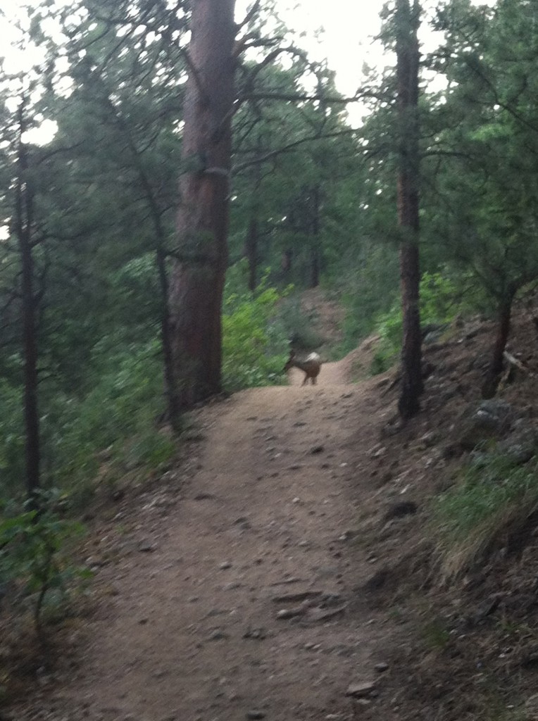 Deer on Mt Falcon