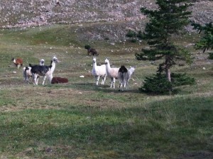 Llamas at the top of Hope Pass