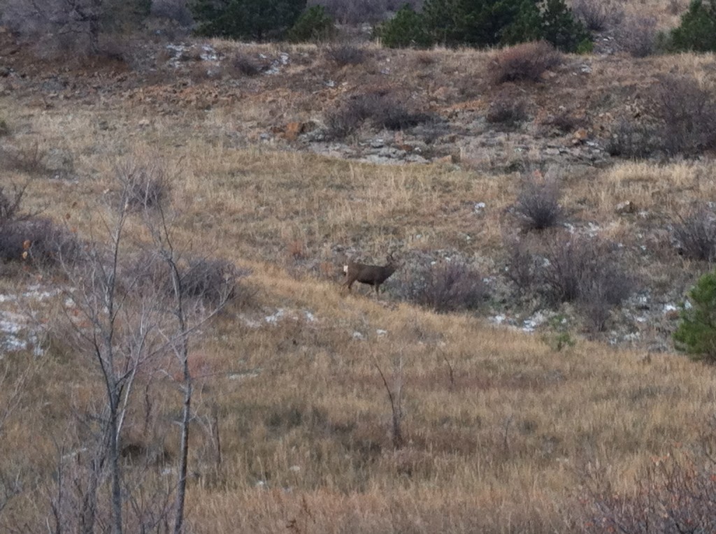 Deer Running the Trail