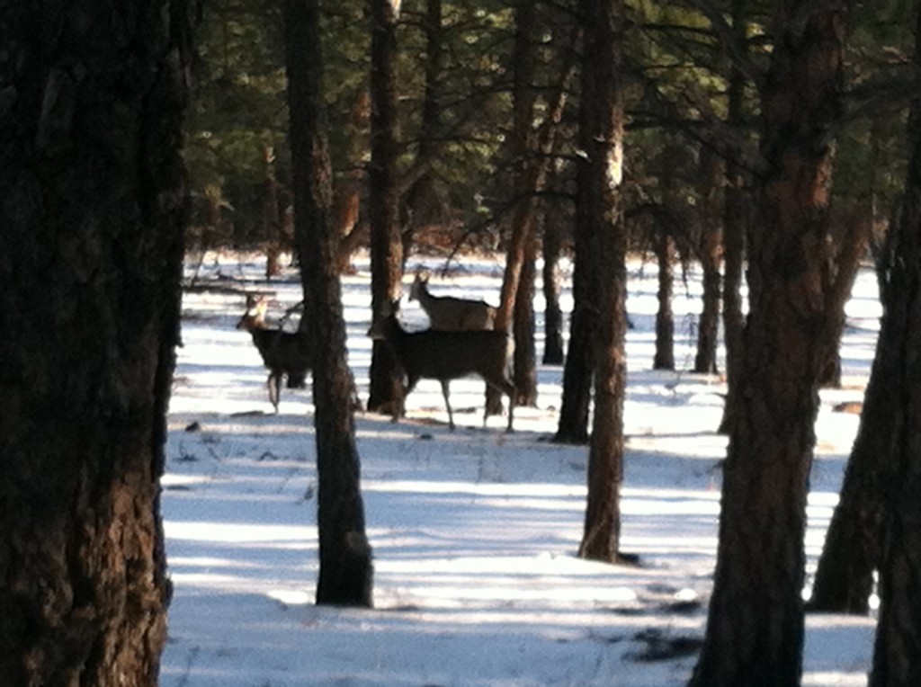 Deer on the run