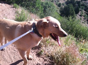 Dog running Mt Falcon near Red Rocks