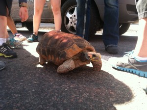 Turtle from the Denver Zoo