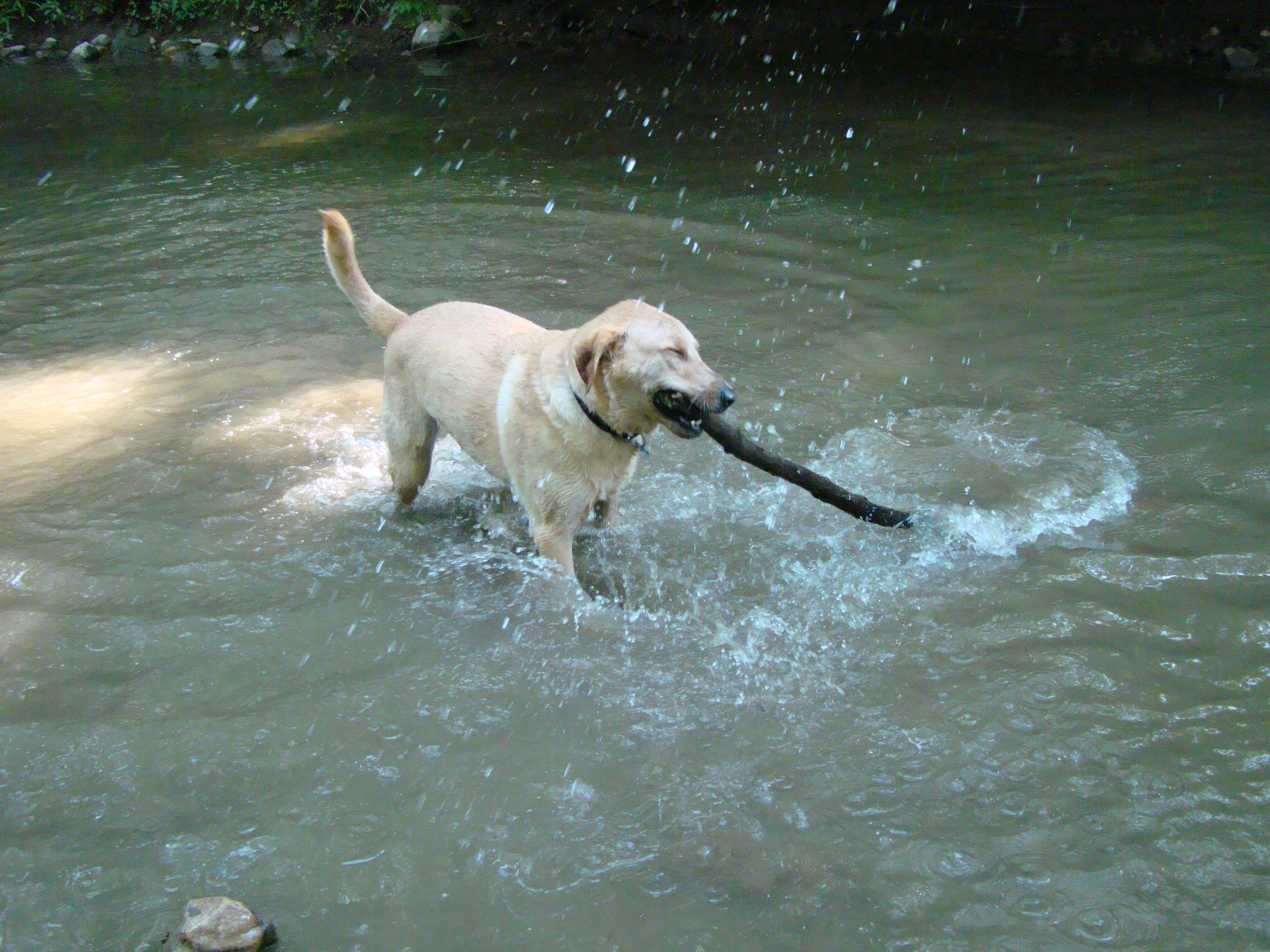 Dog playing in the water