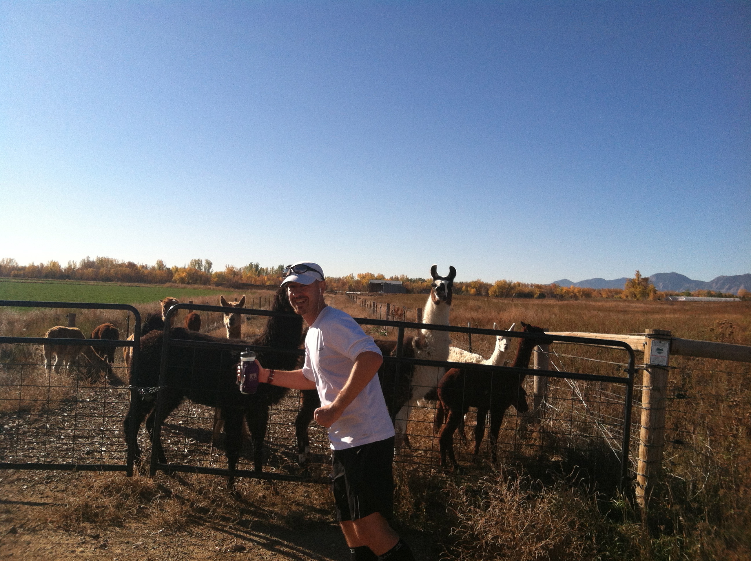 Running with llamas