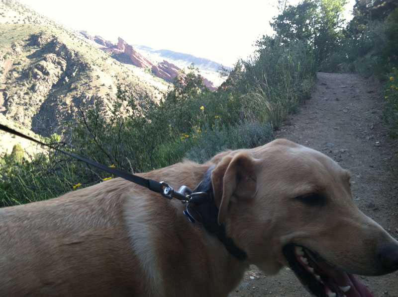 First Trail Run with Dog