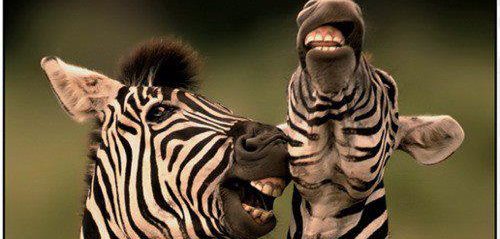 Smiling Zebras