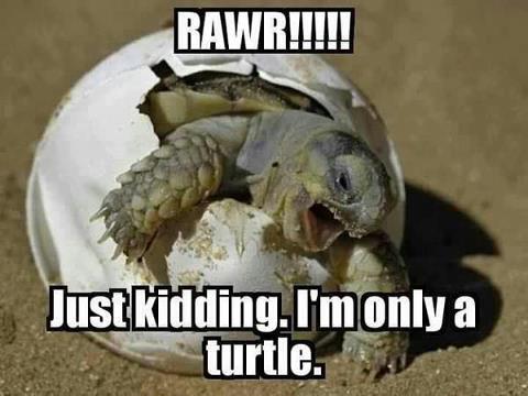 Turtle going RAWR!