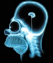 Homer Simpson brain x-ray